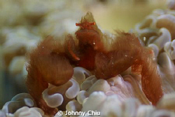 (Orangutan crab) Rise of of The Apes , by:GF1 + YS110  45MM by Johnny Chiu 